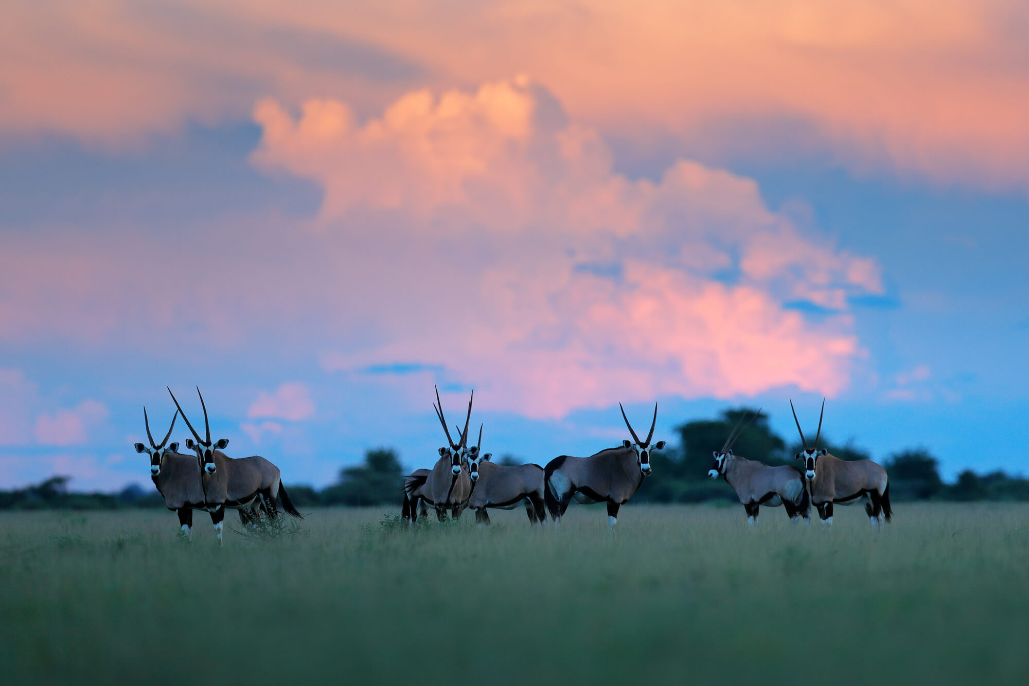 Herd of gemsbok with pink storm clouds, evening sunset. Gemsbuck, Oryx gazella, large antelope in anture habitat, grass medow, Nxai Pan, Botswana, Africa. Wild animal in savannah. Wildlife nature.