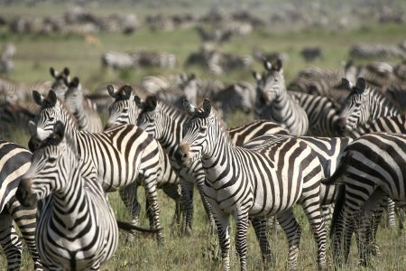 Zebra Migration Safari