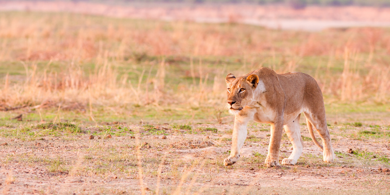 lioness-hunting-zambia