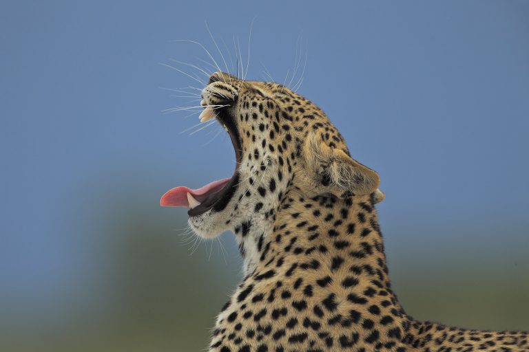 etosha-yawning-leopard