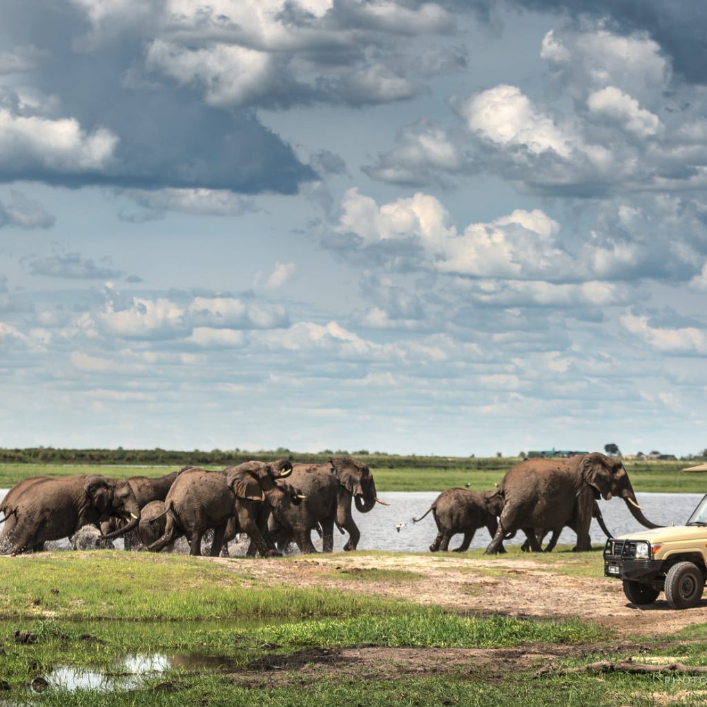 Kalahari Tours-safari-chobe-elephant-1